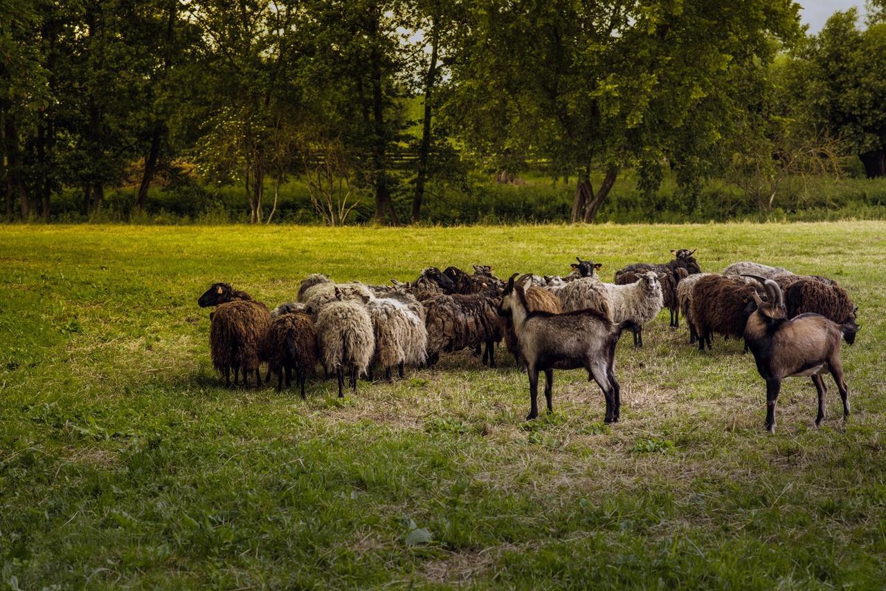 Gospodarstwo Agroturystyczne Dworek Janowicki Kazimierzewo Ngoại thất bức ảnh